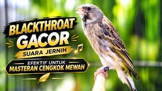 andalan bikin cengkok isian mewah mudah masuk - masteran blackthroat gacor suara jernih