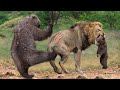 Lions is King But Fail! Lion Panic Hides To Escape From Mother Bear Revenge For Her Cubs