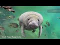 Remarkable moment a turtle attempts to take on a manatee... despite being dwarfed