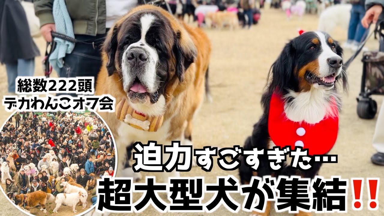 バーニーズと行く‼️デカわんこオフ会🐾超大型犬だらけの一日