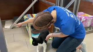 Virtual Shelter Tour - Walk for the Animals