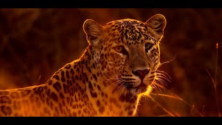 leopard wallpaper - wild cat wallpaper screenshot 4