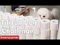 Trying TikTok Dog Challenges (Invisible Wall, Obstacle Course, Toilet Paper Wall)