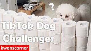 Trying TikTok Dog Challenges (Invisible Wall, Obstacle Course, Toilet Paper Wall)