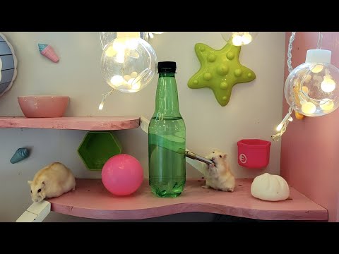Tái Chế Bình Nước Cho Hamster