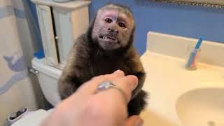Playful Capuchin Monkey