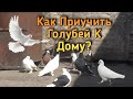 Как приучить Голубей к Дому, Почему голуби бросают Пискунов, АНДИЖАНСКИЕ БОЙНЫЕ ВЫСОКОЛЁТНЫЕ ГОЛУБИ