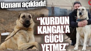 #kurtsavarkangal#youtubekeşfet #youtubevideo