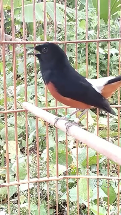 Suara Burung Shama Putih yang Mengagumkan Bernyanyi dan Berkicau