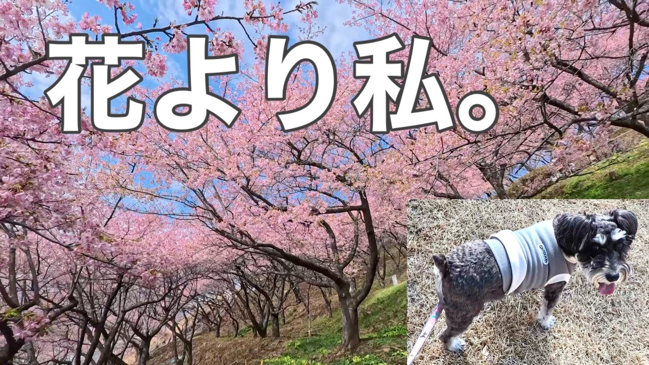 【松田さくら祭り】花より私なミニシュナまりん