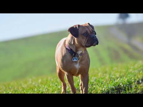 Video: Zeitpunkt Der Hundezucht - Brutzeit Für Hunde