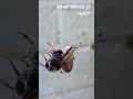 Spider packing some lunch