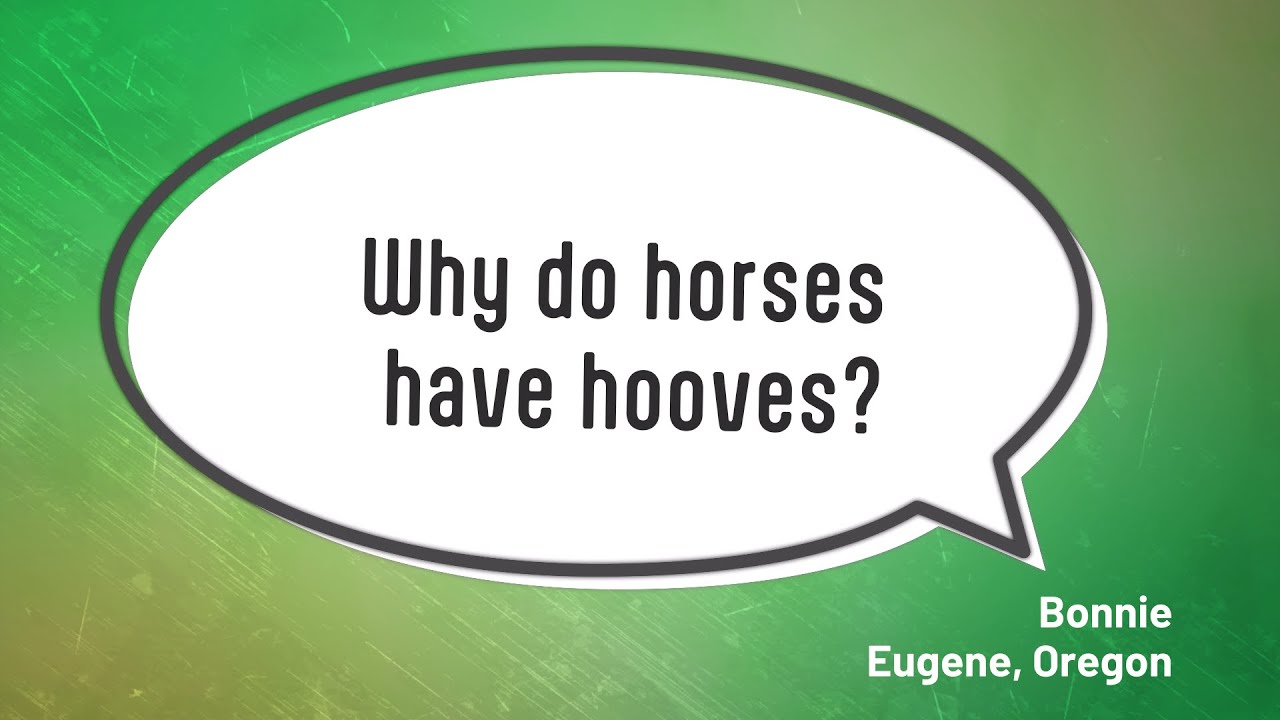 Why do horses have hooves? - YouTube