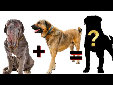 MIX de Mastiff inglês e mastim napolitano [Que você precisa conhecer]