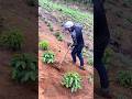 Pembersihan gulma dan penggemburan tanah #farming #agrikultur #agriculture #teknikpertanian