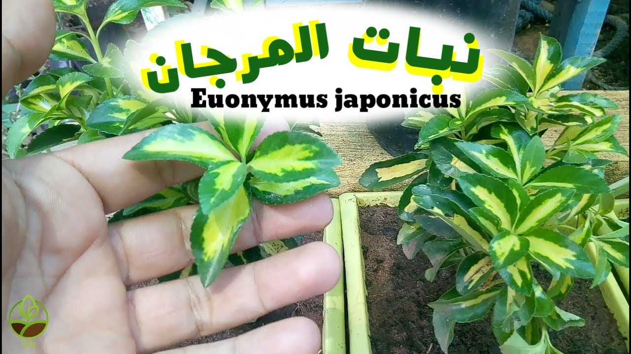 نبات زينة المرجان Fusaine Euonymus Japonicus المضاض الياباني Youtube
