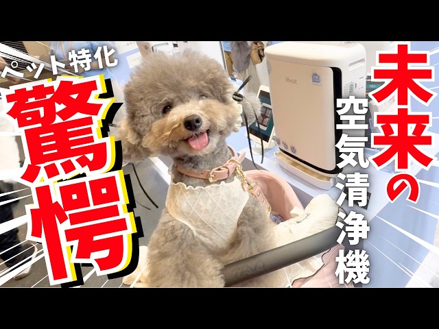 Shocking] The big hit at Interpets Osaka 2026🐶 This is the air