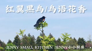 鸟语花香鸟声清脆响亮/Birds and flowers, the sound of birds is clear and loud