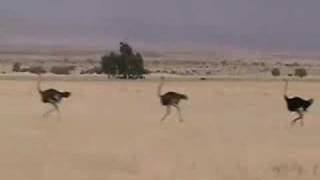 Ostrich Mating Dance, Sossusvlei, Namibia
