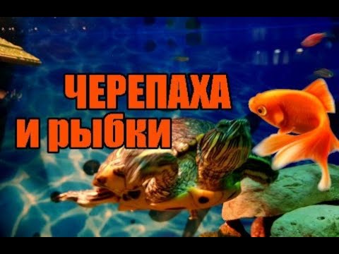 Черепаха и рыбки отлично живут вместе!