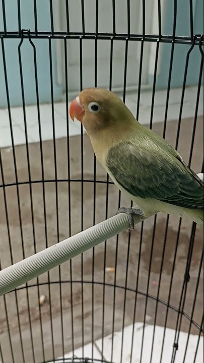 jenis lovebird Warnanya Ngeri Biola parblue ewing blue