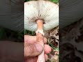 25 май 2026 г.Бисерна гъба,Amanita rubescens,вкусна, ядлива двойник на Пантерката,Amanita pantherina