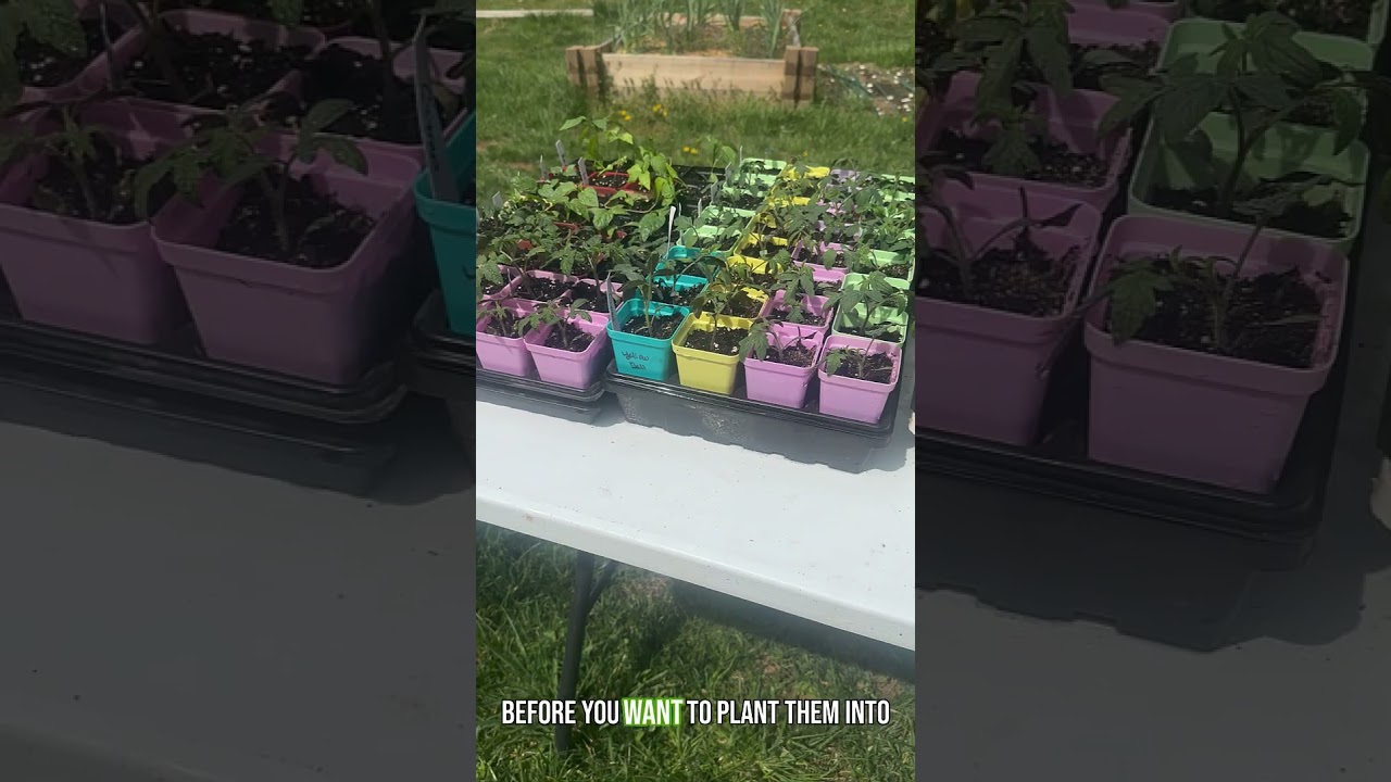 What is Transplant Shock and How Do you Avoid It? 