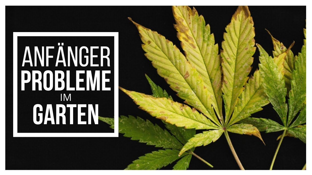 Cannabis Anbau: So steht es um meine Pflanzen!