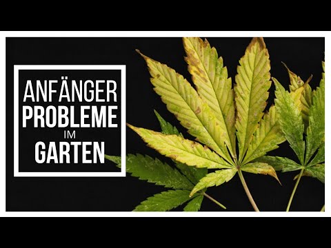 Video: Erkennen von Wurzelfäule - Anzeichen von Wurzelfäule bei Gartenpflanzen im Freien