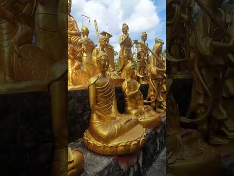 Video: Kuil Buddha Krassula: deskripsi, fitur perawatan, reproduksi, foto