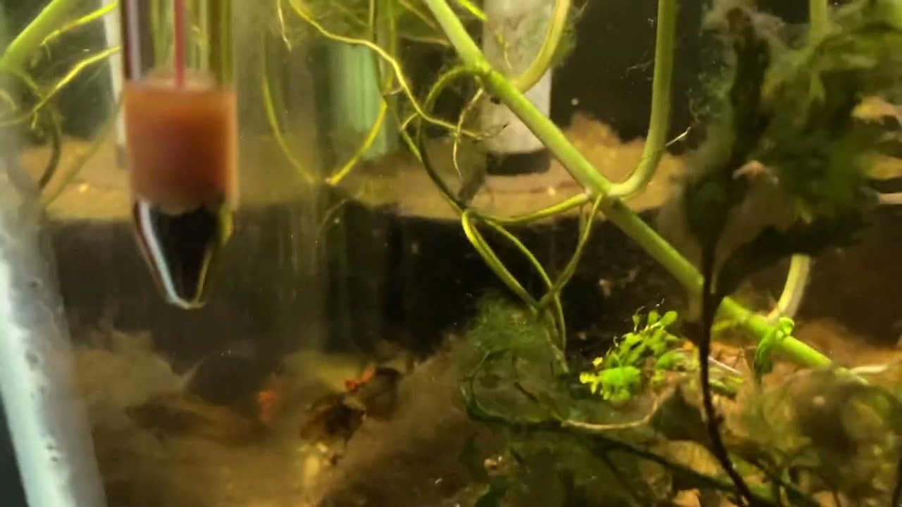 Spawning Report: Apistogramma Cacatuoides (Incomplete) content media