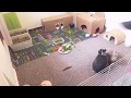 LIVE - Bunny Cam #1 - Free-Range Bunnies - Netherland Dwarf Rabbits