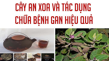 CÂY AN XOA VÀ TÁC DỤNG CHỮA BỆNH GAN HIỆU QUẢ