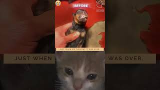 A miracle saved the dog😥 #cat #dog #animals #sad #shorts