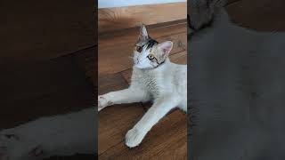 bhaad main jaye #love #music #subscribe #like #share #shortvideo #shrots #best #cat #comedyshorts