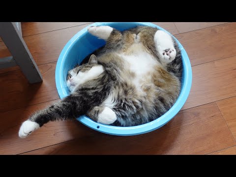 タライで溶けてるねこ。-Maru is melting in the blue tub.-