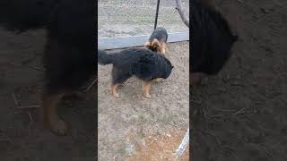 #kejlo#psiunia #owczarek #pieski #shorts #tiktok #germanshepherd #fouryou #dc #wesoło #szczeniak