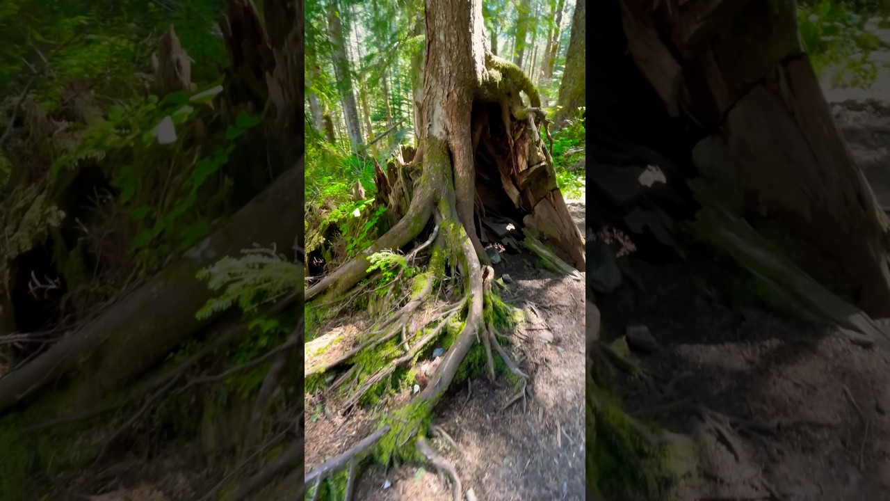 Exploring the Exposed Tree Roots on a Washington Trail 