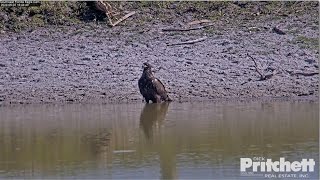 SWFL Eagles ~ E23 Makes Another Visit To Pond! 🐦 Quiet Observation &amp; Contemplation Time! 💗 5.2.24