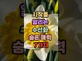 시작을 알리는 수선화 숨은 매력 7가지