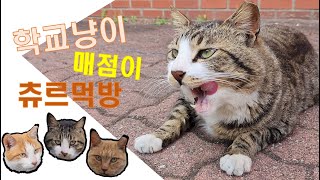 학교냥이 매점이 츄르먹방 !