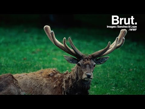 Comment le bois des cerfs tombe et repousse