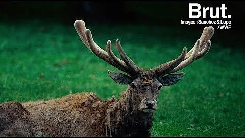 Quelle est la différence entre les bois et les cornes