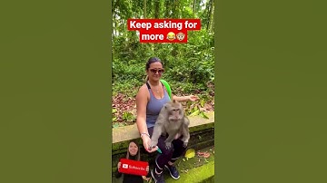 Most Crazy monkey🐒😂in Bali, keep asking for more 🤣 #shorts #bandar #tiktok