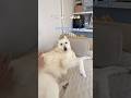 寝させて欲しくてママの様子をうかがう大型犬【ホワイトシェパード】　#shorts