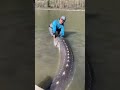 river monster! An unbelievable large sturgeon fish in the Fraser River #shorts #trending #amazing