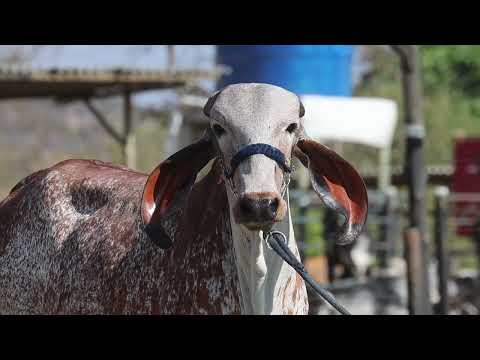 LOTE 20   ANASTACIA FIV ESTANCIA MOREIRA EMO97