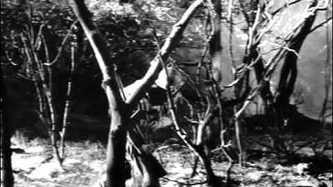 COMBAT! s.1 ep.16: "The Volunteer" (1963)