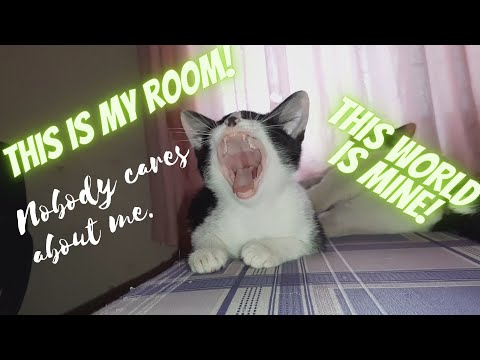 Как кошки занимают мою комнату? Котята бунтуют | Непослушный котенок | Вторжение котят