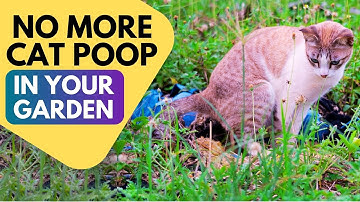 How to Stop Cats From Pooping in the Garden: Natural Ways